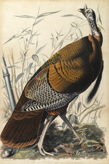 Print of a painting by John James Audubon titled American Turkey, Male