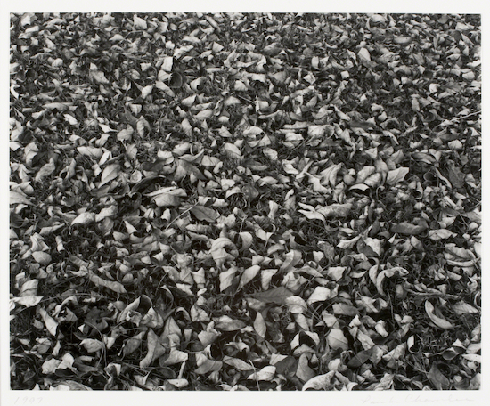 Photograph by Paula Chamlee titled Leaf Quartet.