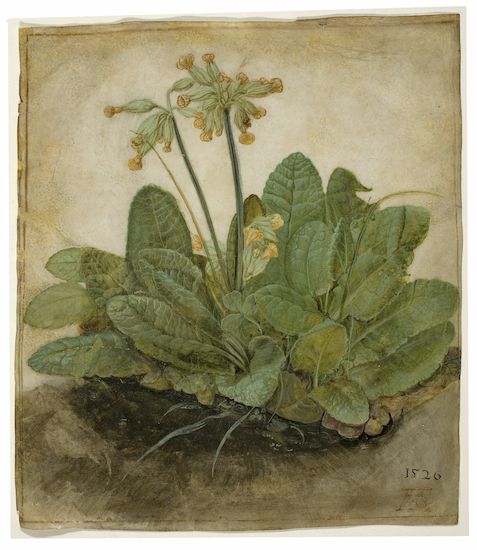 Painting by Albrecht Duerer titled "Tuft of Cowslips"