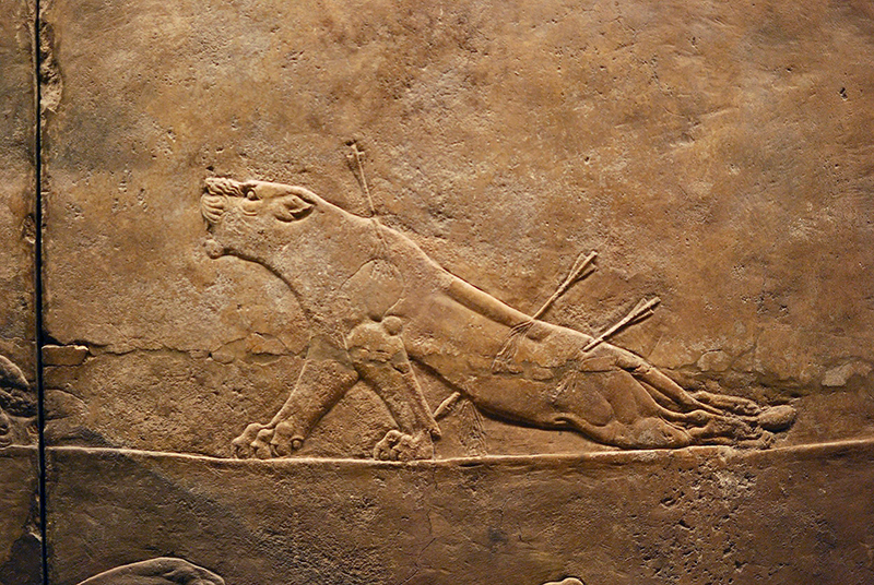 Ancient Assyria, Dying Lion, wall relief from the Lion Hunt of Ashurbanipal, North Palace, Nineveh, present-day Iraq, 646–635 BCE. 