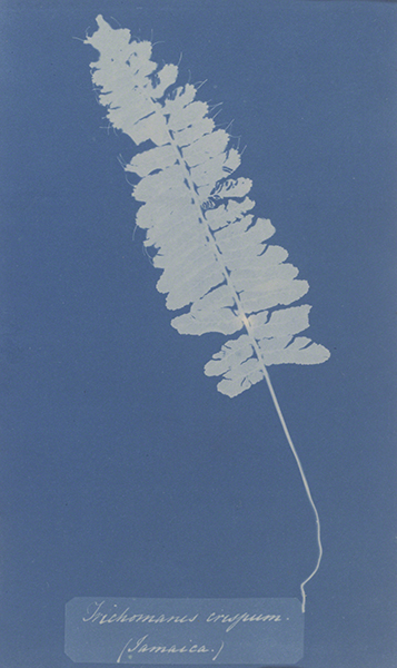 Anna Atkins (1799–1871, Britain), Trichomanes crispum (Jamaica fern), ca. 1850. 