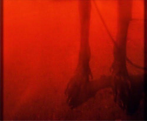 Barbara Ess (born 1946, US), No Title (Dog’s Feet), 1985.