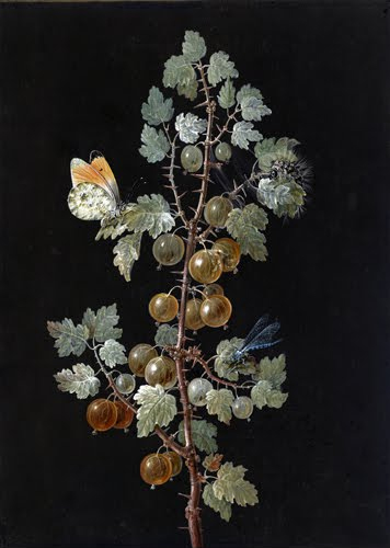Barbara Regina Dietzsch, A Branch of Gooseberries with a Dragonfly, an Orange-Tip Butterfly, and a Caterpillar, 1725–1783.