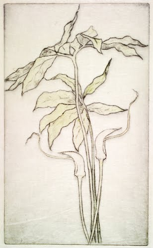 Bertha E. Jaques (1863–1941, US), Leaf Study, ca. 1896. 