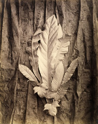Charles Aubry (1811–1877, France), Still Life—Leaves, ca. 1864.