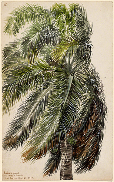Charles de Wolf Brownell (1822–1909, U.S.), Palma Real (Royal Palm), 1860. 