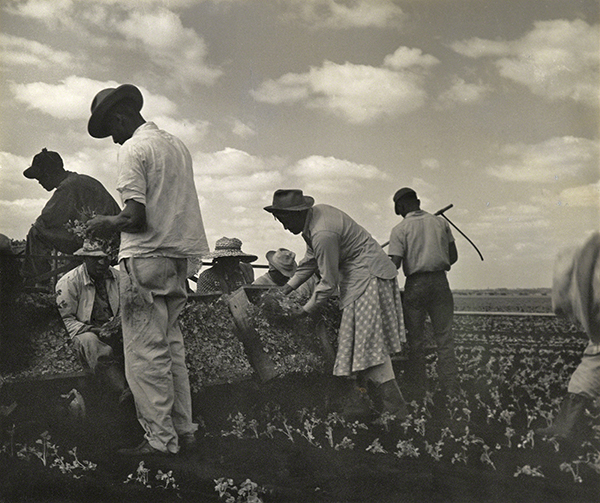 Photograph by Consuelo Kanaga titled Workers in Tennessee from the Tennessee Series (1950). A group of African American laborers working to plant crops in a field.