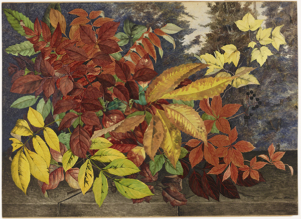 Watercolor painting by Ellen Robbins titled Autumn Leaves (ca. 1870). A variety of autumn leaves in deep red, orange, yellow, and green.