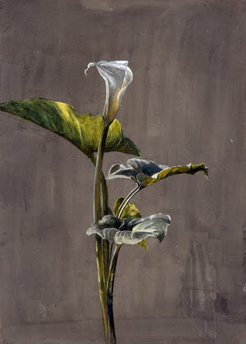 Fidelia Bridges (1834–1923, US), Calla Lily, 1873. 