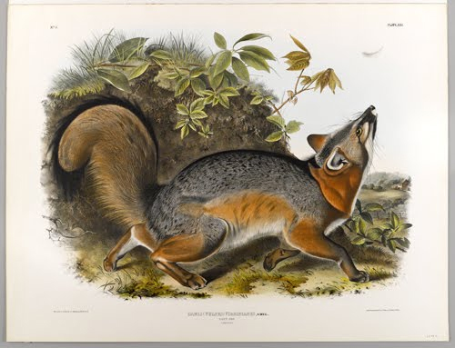 J.T. Bowen (lithographer, active 1800s, Philadelphia), after John James Audubon (1785–1851, Haiti/US), Grey Fox, plate 21 from The Vivaparous Quadrupeds of North America, 1842–1848. 