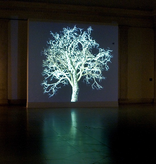Video installation by Jennifer Steinkamp titled Dervish I (2004). Projection of a bare tree in winter in a gallery space.