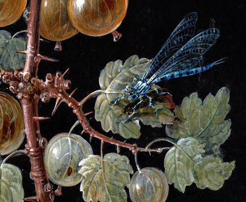 Barbara Regina Dietzsch, A Branch of Gooseberries with a Dragonfly, an Orange-Tip Butterfly, and a Caterpillar, detail, 1725–1783.