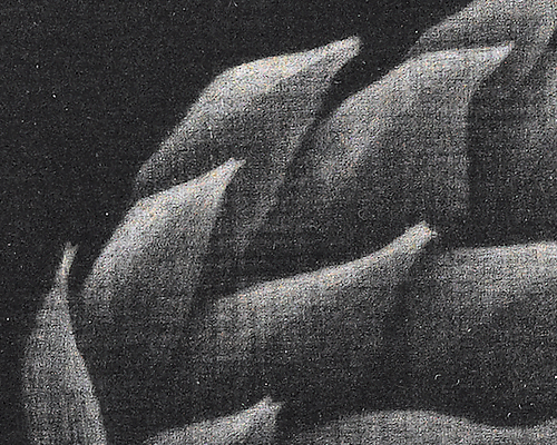Hamaguchi Yozo (1909–2002, Japan), Artichoke, detail, ca. 1956. 