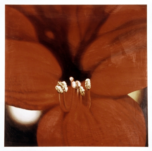 Peter Holbrook, Red Amaryllis, 1972. 