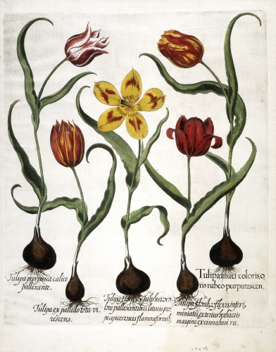 Basil Besler (1591–1629, Germany), Tulips, leaf from the book Garden of Eichstätt (hortus Eystettensis), 1613. 
