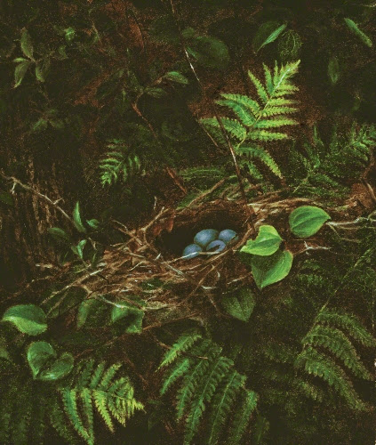 Fidelia Bridges (1834–1923, US), Bird’s Nest and Ferns, 1863. 