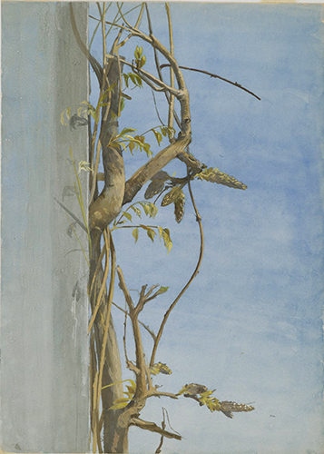 Fidelia Bridges (1834–1923, US), Wisteria on a Wall, 1870s. 
