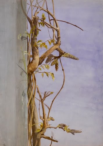 Fidelia Bridges (1834–1923, US), Wisteria on a Wall, 1870s. 
