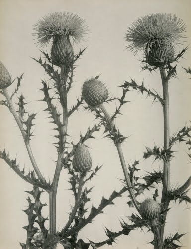 Edwin Hale Lincoln (1848–1938, US), Thistle, 1898–1907. 