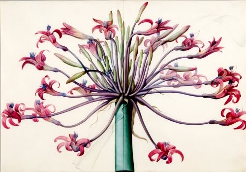 Pierre Joseph Redouté (1759–1840, France, born Belgium), Joséphine’s March Lily (Amarylis Josepinae), 1802–1805. 