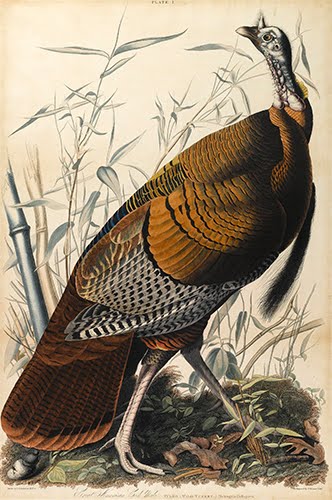 John James Audubon (1785–1851, US) and Robert Havell, Jr (engraver, 1793–1878), Wild Turkey, Male, plate 1, Volume I of The Birds of America, 1835. 