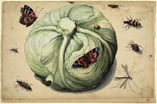 Netherlands, Head of Cabbage with Insects, early 1600s. 