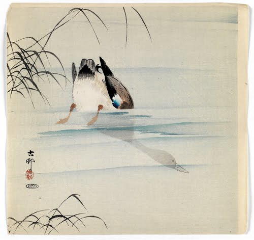 Ohara Koson (1877–1945, Japan), Diving Mallard, ca. 1910. 