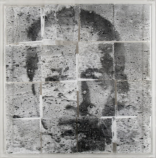 Óscar Muñoz, Dry Narcissi / Narcisos Secos, from the diptych Narcissi (Narcisos), 2010. Charcoal powder on printed paper mounted on Plexiglas.