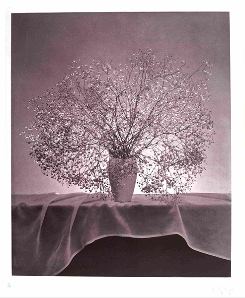 Photograph by Robert Mapplethorpe from the Flowers portfolio (1983). Sepia-tone photograph of a vase of gypsophila flowers on a table with fabric on it.