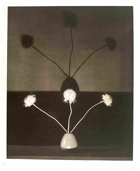 Photograph by Robert Mapplethorpe from the Flowers portfolio (1983). Sepia-tone photograph of a vase of three flowers with their shadows on the wall behind them..