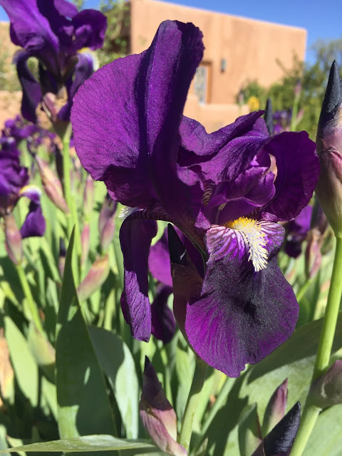 purple irises in Santa Fe
