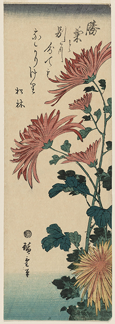 Chrysanthemum Day And Festival Davis Publications