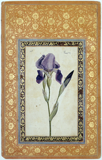 Painting by Muhammad Zaman titled Blue Iris (1660s).