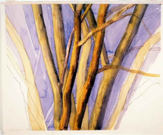 Painting by Sylvia Plimack Mangold titled the Elm Tree (1993).