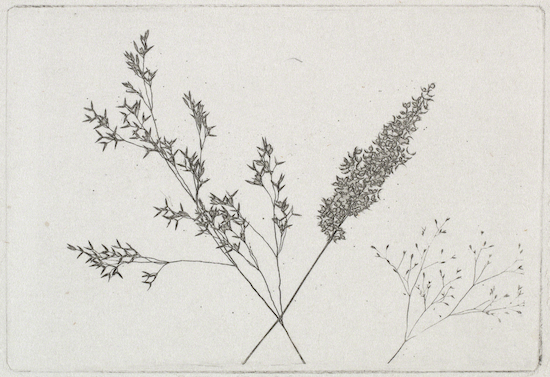 Photoglyph by William H.F. Talbot titled Wheat.
