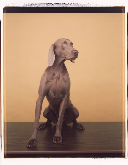 Photograph by William Wegman titled Fran/Ruscha
