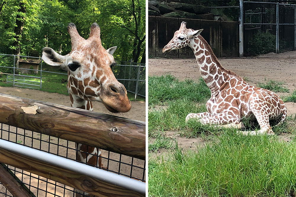 SchoolArts Room, Zoo-Based Professional Development