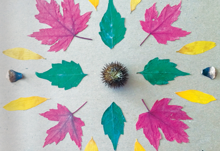 Radial Designs from Nature
