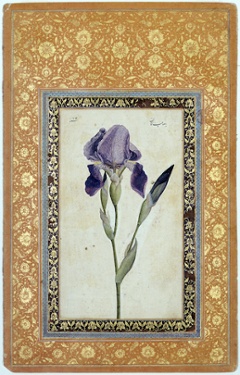 National Iris Day: art by Muhammad Zaman
