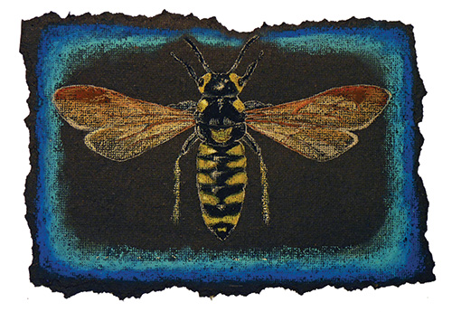 Insects & Torn Edges